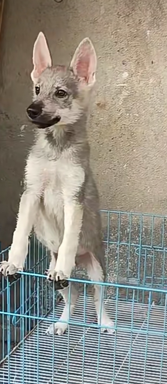 最像狼的狗，可打猎，可看家，忠诚可靠。
